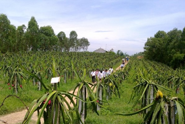 Tư vấn phòng ngừa sâu bệnh